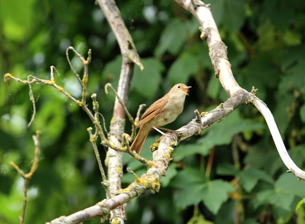 Common Nightingale