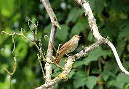 Common Nightingale