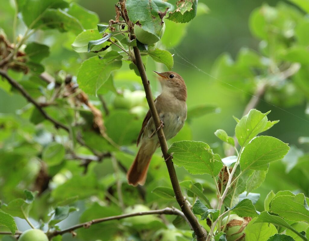 Common Nightingale