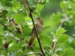 Common Nightingale