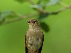 Common Nightingale