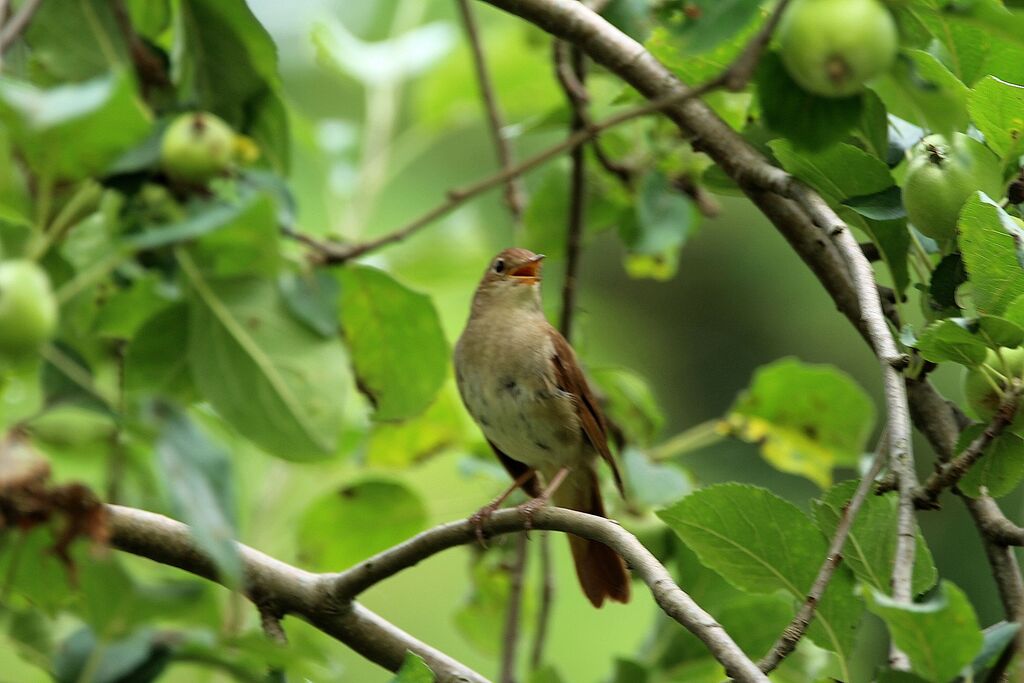 Common Nightingale