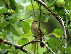 Common Nightingale