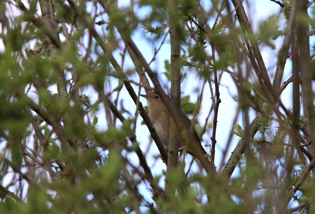 Common Nightingale