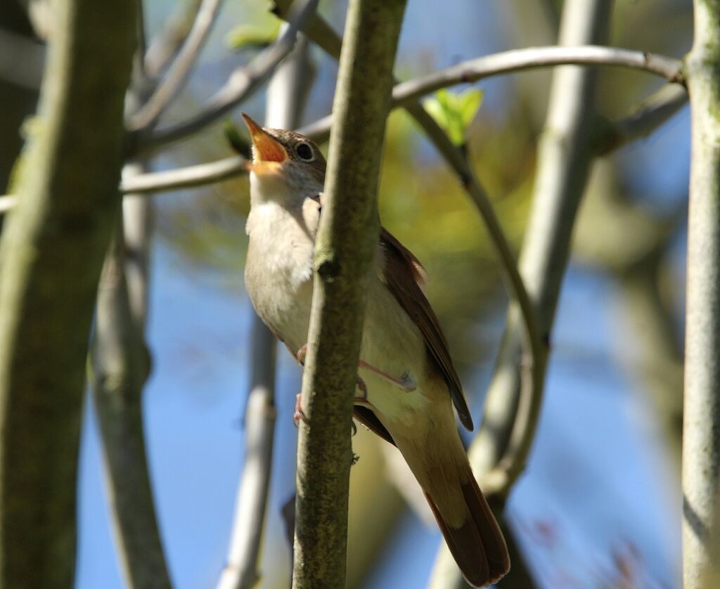 Common Nightingale