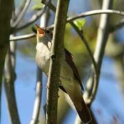 Common Nightingale