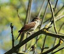 Common Nightingale