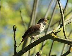 Common Nightingale