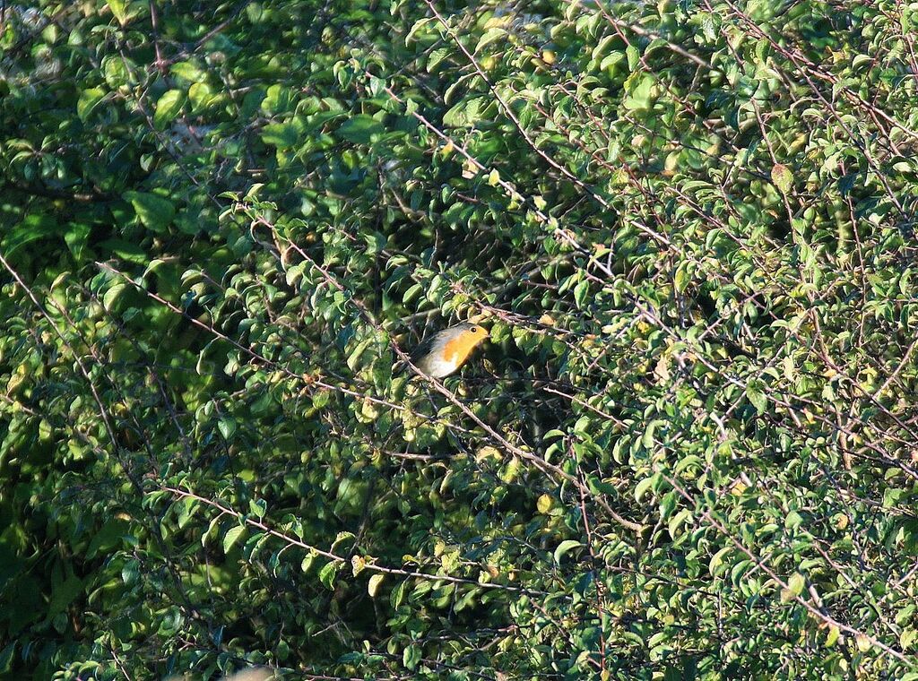 European Robin