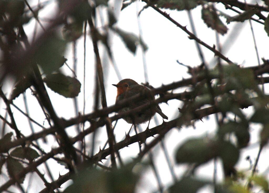 European Robin