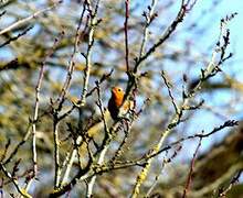 European Robin