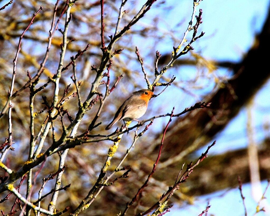 European Robin