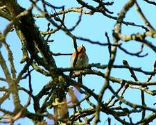 European Robin