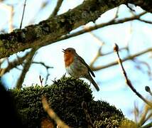 European Robin