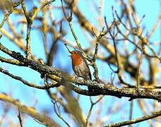 European Robin