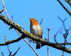 European Robin