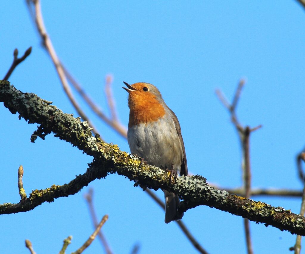 European Robin