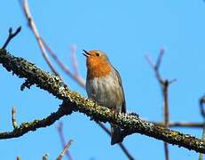 European Robin