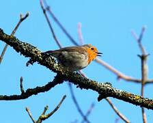 European Robin