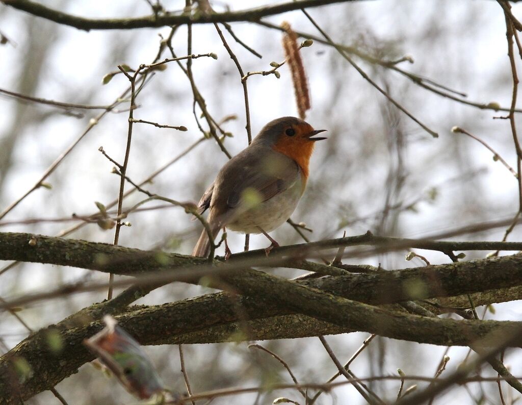 Rougegorge familier