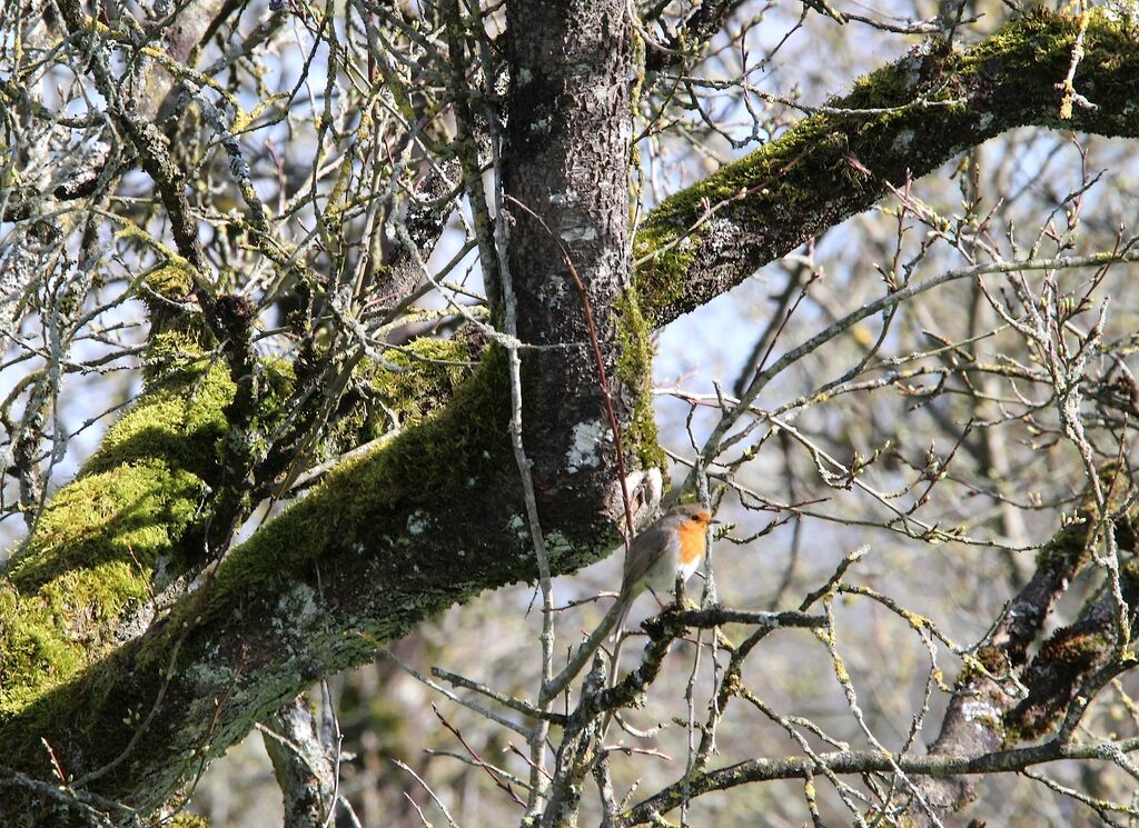 European Robin