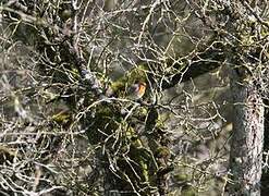 European Robin