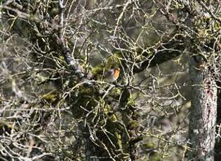 Rougegorge familier