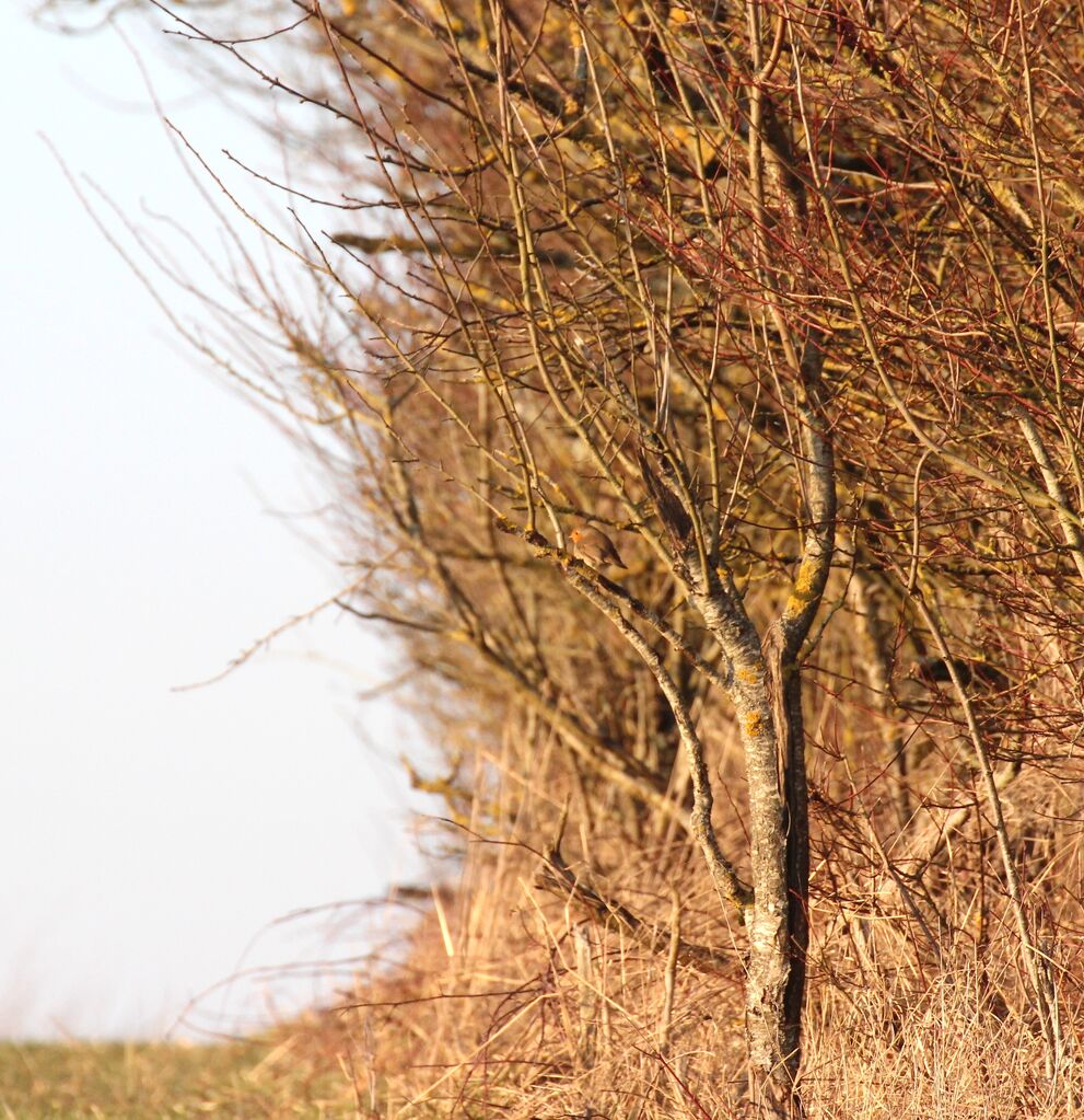 European Robin