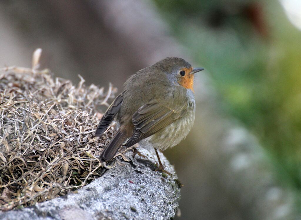 European Robin