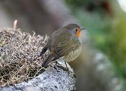 European Robin