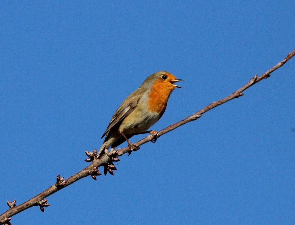 European Robin