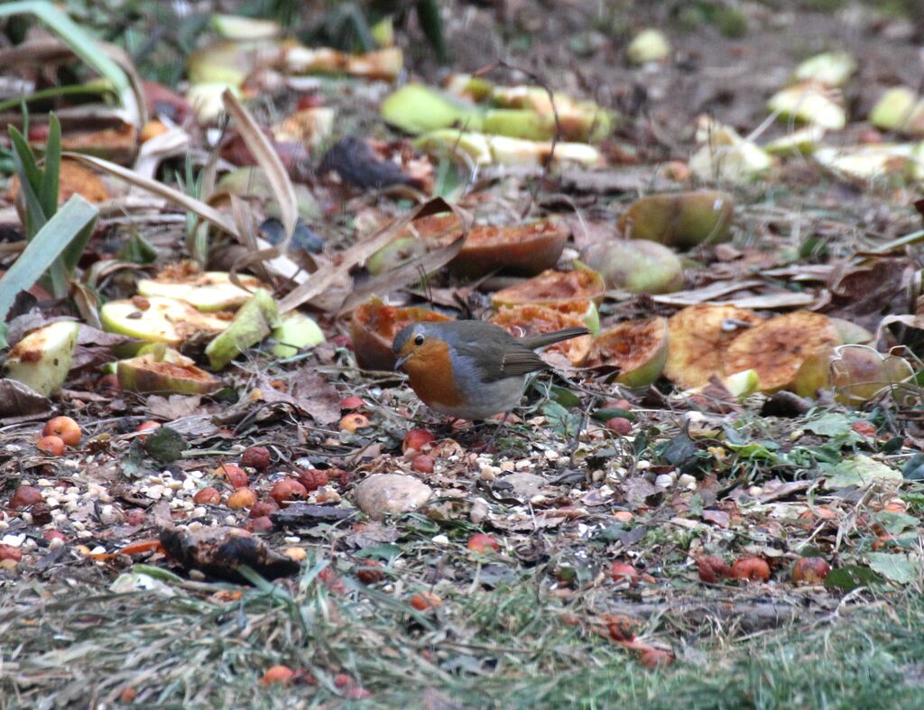 European Robin