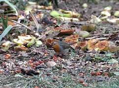 European Robin