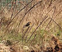 European Robin