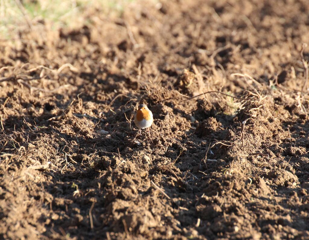 European Robin