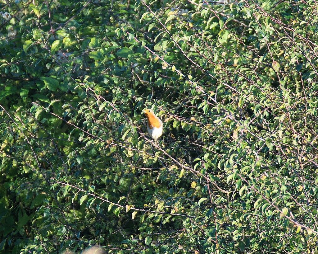 European Robin