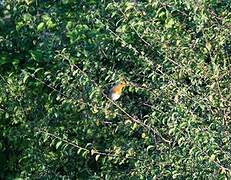 European Robin