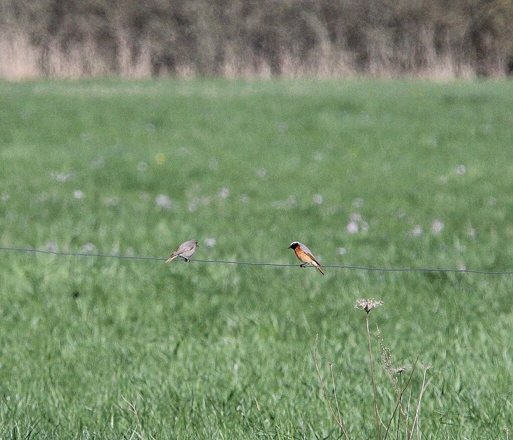 Common Redstart