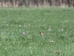 Common Redstart