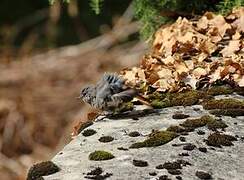 Black Redstart