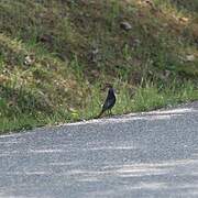 Black Redstart