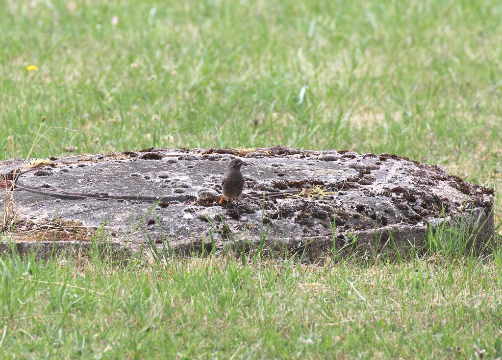 Black Redstart