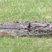 Black Redstart