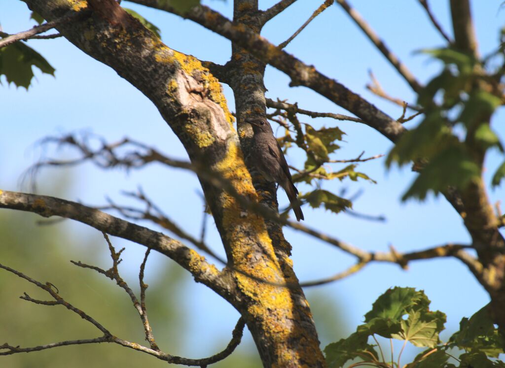 Black Redstart