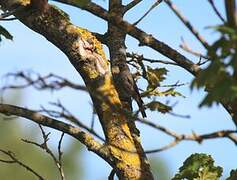 Black Redstart