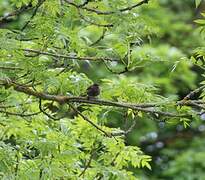 Black Redstart