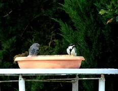 Black Redstart