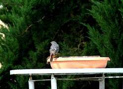 Black Redstart