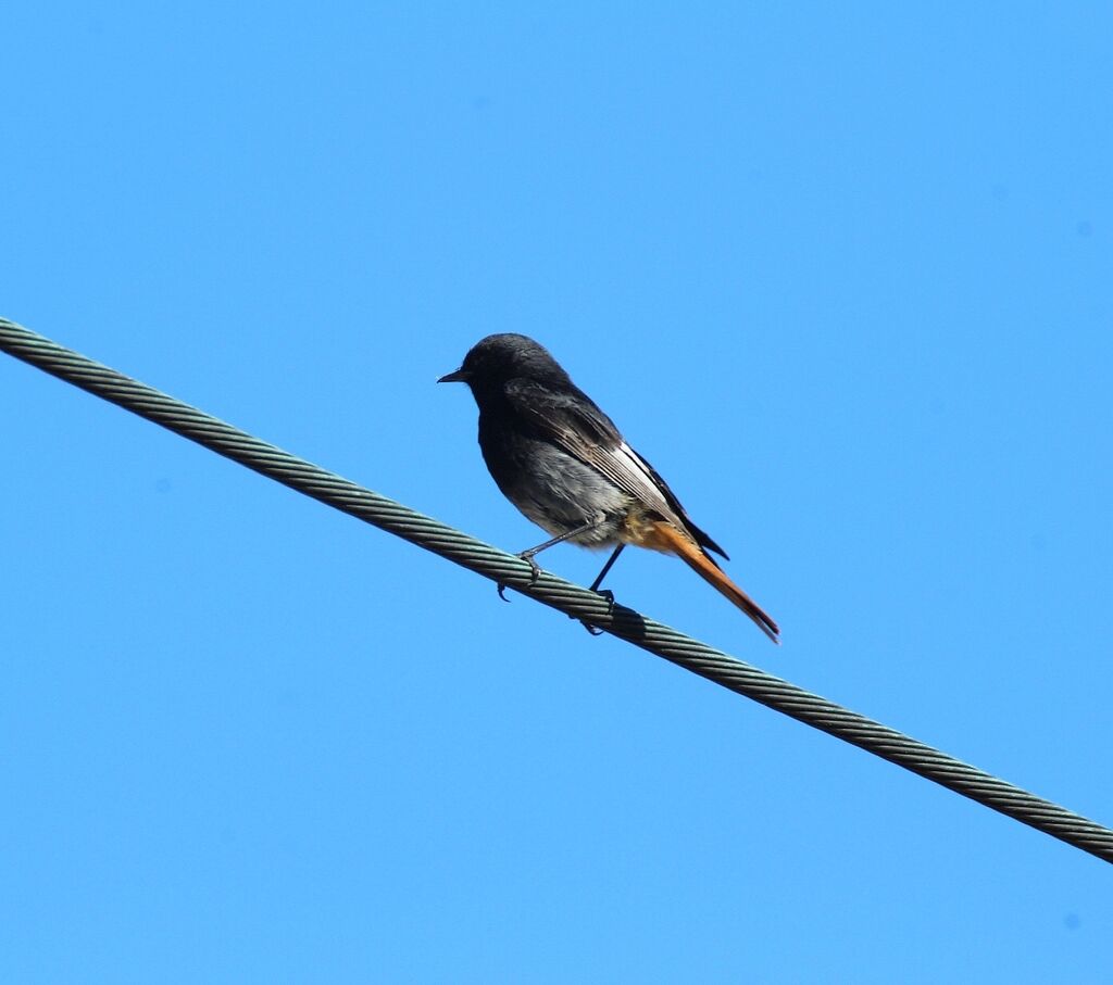 Black Redstart