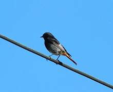 Black Redstart